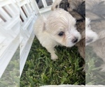 Small Photo #4 Maltipom Puppy For Sale in MIRA LOMA, CA, USA