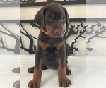 Small Photo #17 Doberman Pinscher Puppy For Sale in COLORADO SPRINGS, CO, USA