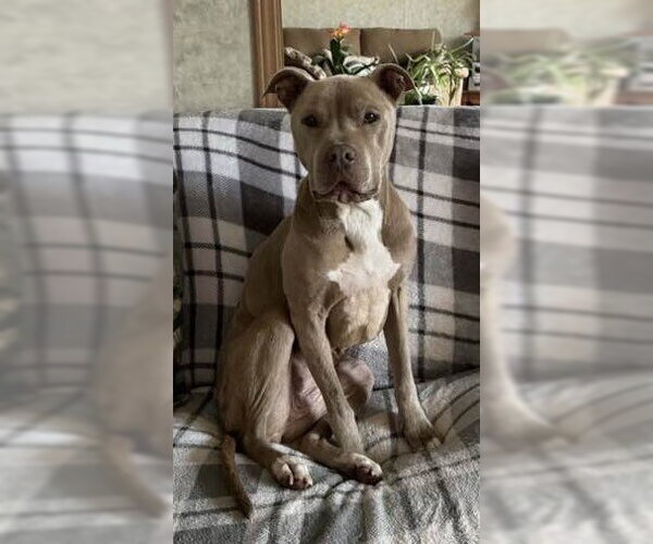 Medium Photo #25 Mutt Puppy For Sale in New York, NY, USA