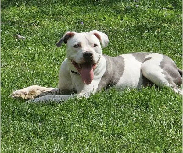 Medium Photo #10 American Pit Bull Terrier-Unknown Mix Puppy For Sale in Germantown, OH, USA