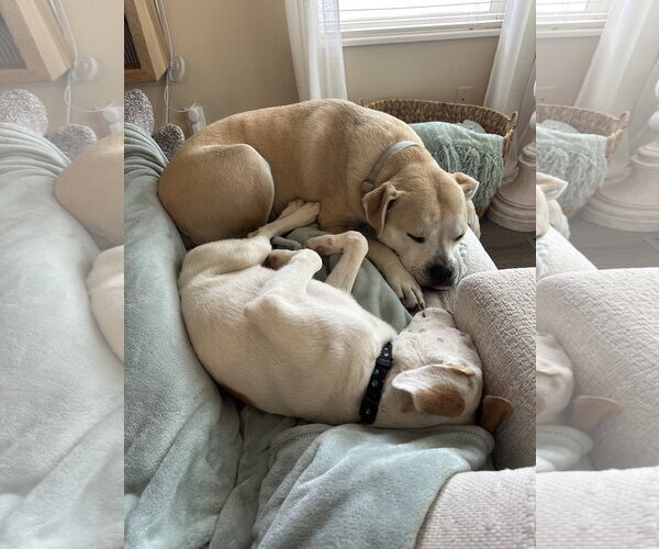 Medium Photo #6 Labrador Retriever-Unknown Mix Puppy For Sale in Sandy, UT, USA