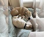 Small Photo #6 Labrador Retriever-Unknown Mix Puppy For Sale in Sandy, UT, USA