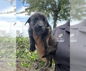 Labrador Retriever-Unknown Mix Dogs for adoption in Houston, TX, USA