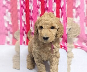 Goldendoodle Puppy for sale in BATTLE GROUND, WA, USA