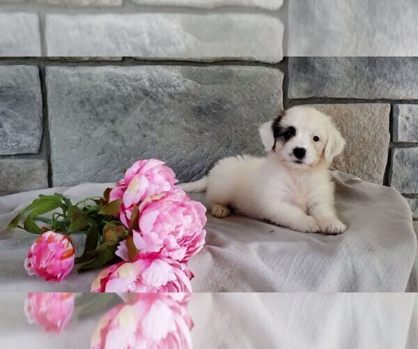 Medium Photo #10 Poodle (Miniature)-Saint Bernard Mix Puppy For Sale in SUGARCREEK, OH, USA
