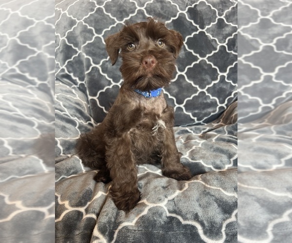 Medium Photo #32 Schnauzer (Miniature) Puppy For Sale in ROY, WA, USA