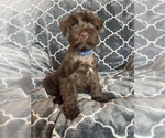 Small #2 Schnauzer (Miniature)