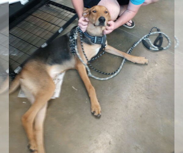 Medium Photo #3 Doberman Pinscher-German Shepherd Dog Mix Puppy For Sale in Frenchburg, KY, USA