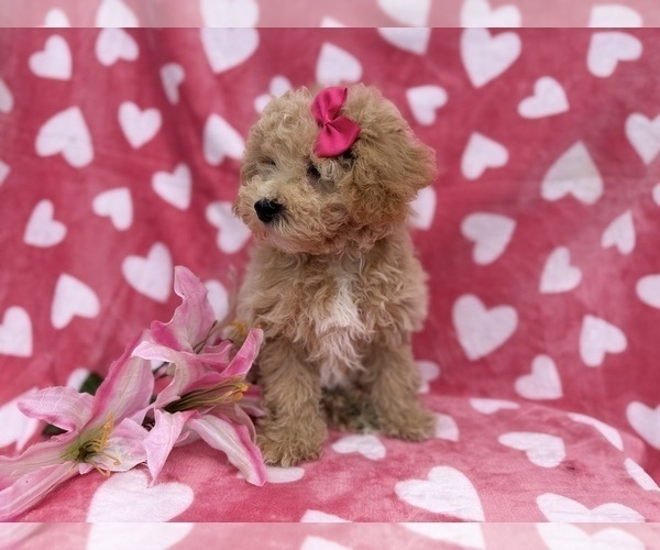 Medium Photo #6 Bichpoo Puppy For Sale in LAKELAND, FL, USA