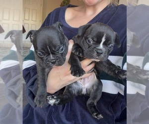 Faux Frenchbo Bulldog Puppy for Sale in RENO, Nevada USA