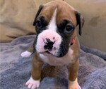 Small Photo #1 Boxer Puppy For Sale in EAST FISHKILL, NY, USA