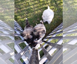 Akita-Siberian Husky Mix Puppy for sale in MILLINGTON, MD, USA