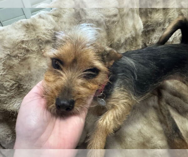 Medium Photo #3 Mutt Puppy For Sale in Salt Lake City, UT, USA