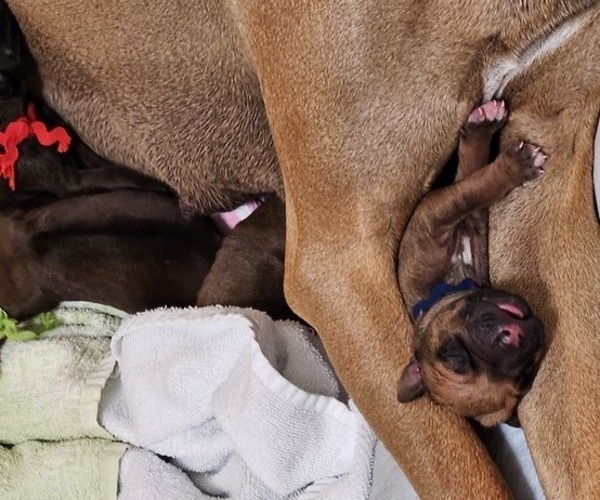 Medium Photo #4 Rhodesian Ridgeback Puppy For Sale in STANWOOD, WA, USA