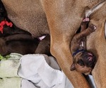 Small #3 Rhodesian Ridgeback