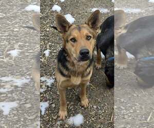 German Shepherd Dog-Unknown Mix Dogs for adoption in Woodsfield, OH, USA