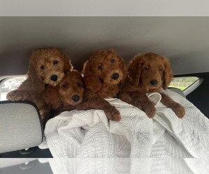 Goldendoodle Puppy for sale in FT LAUDERDALE, FL, USA