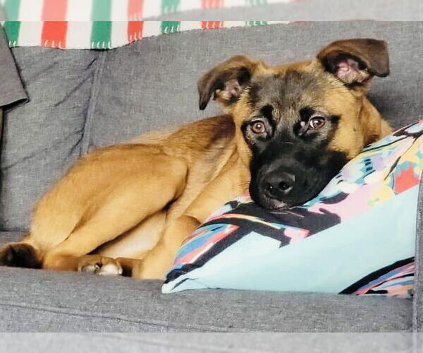 Medium Photo #8 Mutt Puppy For Sale in Germantown, OH, USA