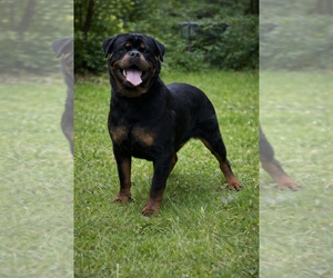 Mother of the Rottweiler puppies born on 12/20/2025