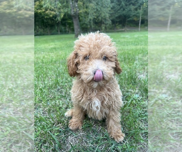 Medium Photo #9 Poodle (Miniature) Puppy For Sale in DURHAM, CT, USA