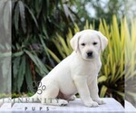 Small Photo #1 Labrador Retriever Puppy For Sale in GORDONVILLE, PA, USA