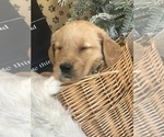 Small Photo #5 Golden Retriever Puppy For Sale in SONORA, KY, USA