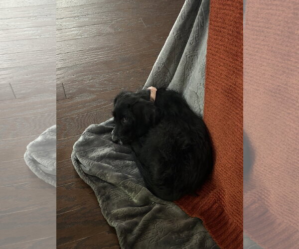 Medium Photo #4 Cocker Spaniel-Unknown Mix Puppy For Sale in Ball Ground, GA, USA