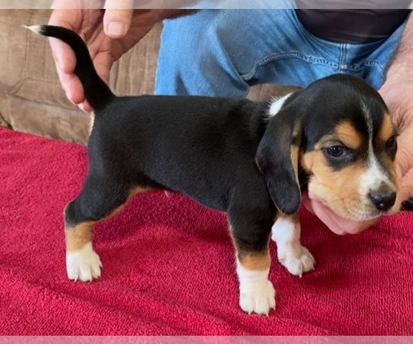 View Ad Beagle Puppy for Sale near Kentucky, BOWLING GREEN, USA. ADN