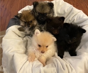 Pomeranian Litter for sale in PIEDMONT, SC, USA