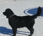 Small Photo #1 Newfoundland Puppy For Sale in POCATELLO, ID, USA