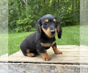 Dachshund Puppy for sale in MIDDLEBURY, IN, USA