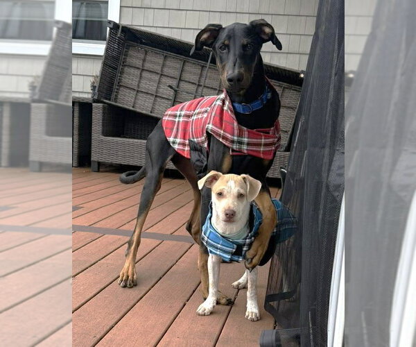 Medium Photo #9 Doberman Pinscher Puppy For Sale in Boonton, NJ, USA