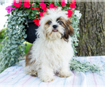 Puppy Jude Shih Tzu
