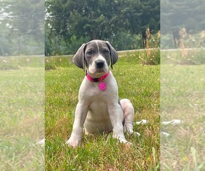 Great Dane Puppy for sale in SALEM, NJ, USA