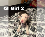 Small Photo #11 American Pit Bull Terrier Puppy For Sale in CHICAGO, IL, USA