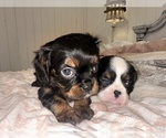 Small Photo #3 Cavalier King Charles Spaniel Puppy For Sale in WAXAHACHIE, TX, USA