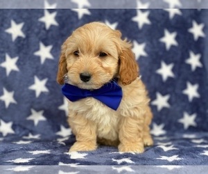 Cavapoo Puppy for sale in LANCASTER, PA, USA