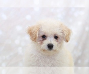 Bichpoo Puppy for sale in MARIETTA, GA, USA