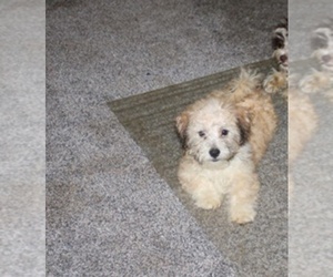 Havanese Puppy for sale in THAYER, KS, USA