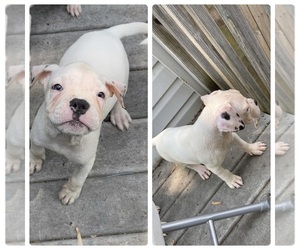 American Bulldog Puppy for sale in ESSEX, MD, USA