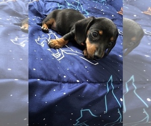 Dachshund Puppy for sale in SOUTH BEND, IN, USA
