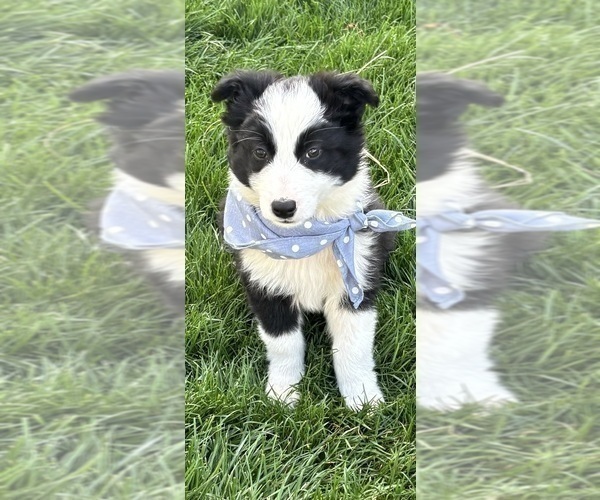 Medium Photo #3 Australian Shepherd Puppy For Sale in GREENFIELD, IN, USA
