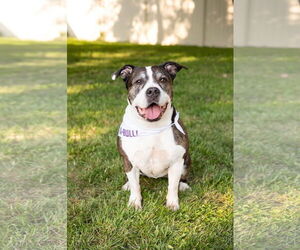 Doula - Female American Staffordshire Terrier-Unknown Mix Dog for Adoption - Photo #16