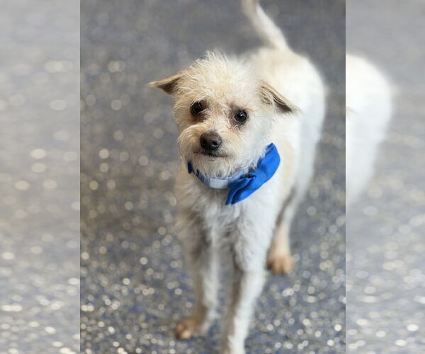 Medium Photo #3 Maltese-Unknown Mix Puppy For Sale in Phoenix, AZ, USA