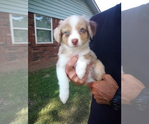 Medium Photo #1 Miniature Australian Shepherd Puppy For Sale in CLAREMORE, OK, USA