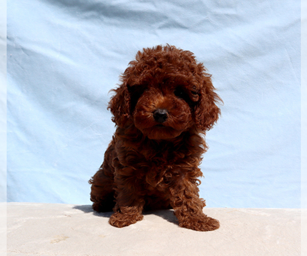 Medium Photo #3 Poodle (Toy) Puppy For Sale in LOS ANGELES, CA, USA