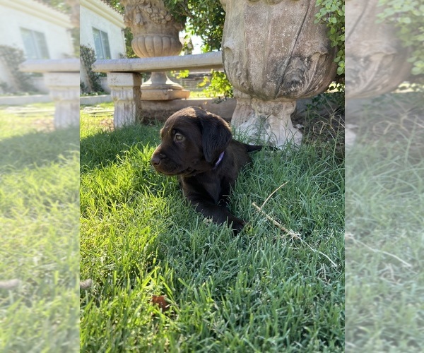 Medium Photo #8 Labrador Retriever Puppy For Sale in QUEEN CREEK, AZ, USA