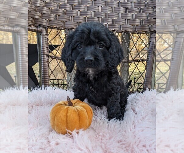 Medium Photo #27 Cock-A-Poo Puppy For Sale in SALEM, MO, USA