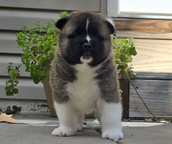 Medium Photo #33 Akita Puppy For Sale in STRAFFORD, MO, USA