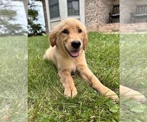 Golden Retriever Puppy for sale in GREENFIELD, IN, USA